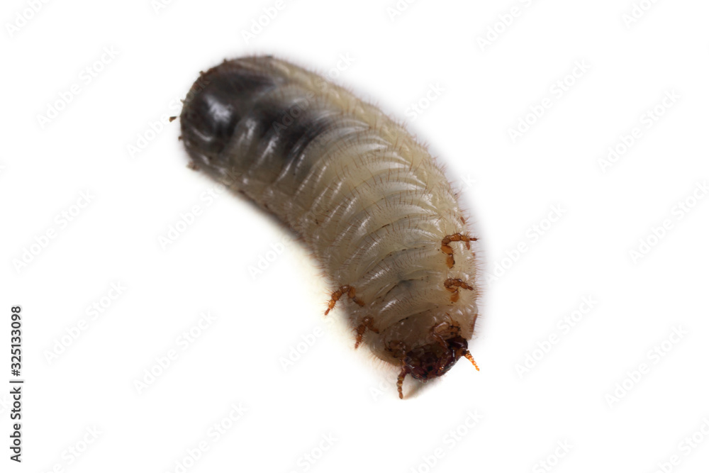 Green rose chafer larva. Useful insect. Larvas improve soil (recycle organics) Green rose chafer larva. Useful insect. Larvas improve soil (recycle organics)