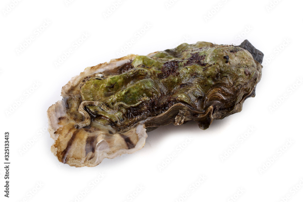 Oyster isolated on white Oyster isolated on white