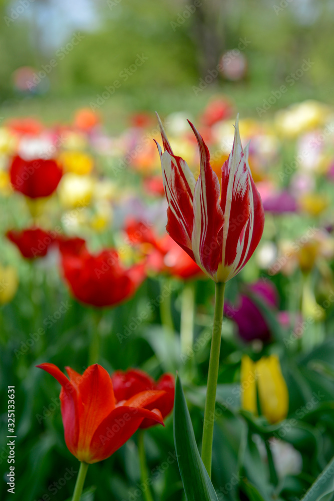 Tulips