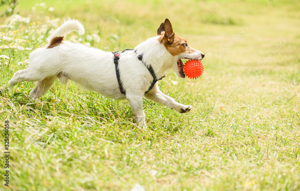 Happy dog playing with ball toy at spring blossom lawn Happy dog playing with ball toy at spring blossom lawn