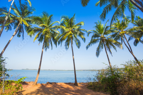 Green palm trees against the blue sky in Goa