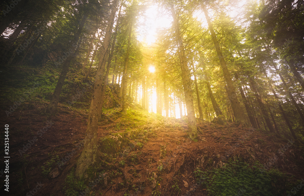 Fototapeta premium światło w lesie