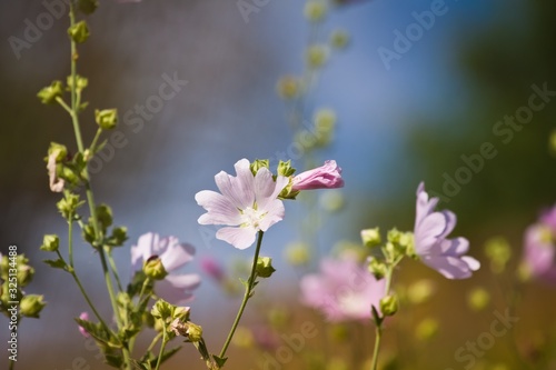 wild flower and fresh buds of musk malva in deep blue summer sky, beautiful inflorescences on long stems, warm and cozy direct sunlight, natural floral blurred background pattern