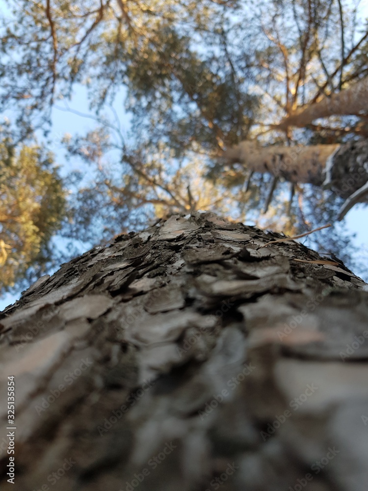 Bark on a tree trunk Bark on a tree trunk