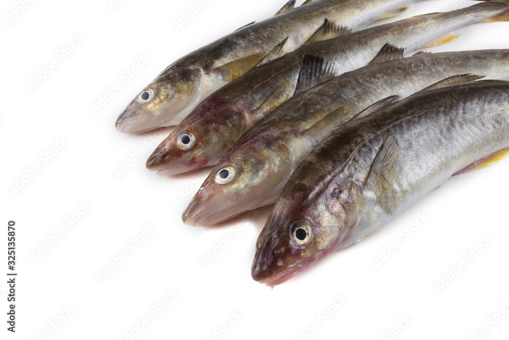Saffron cod isolated on white Saffron cod isolated on white
