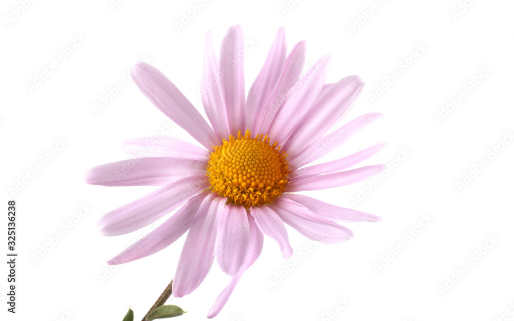 Growing chrysanthemum isolated on white Growing chrysanthemum isolated on white