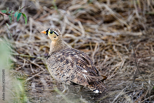 Black faced Sandgrouse (Pterocles decoratus)