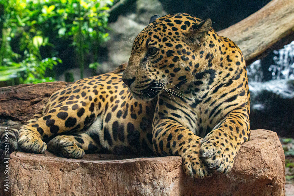 Obraz premium Cougar