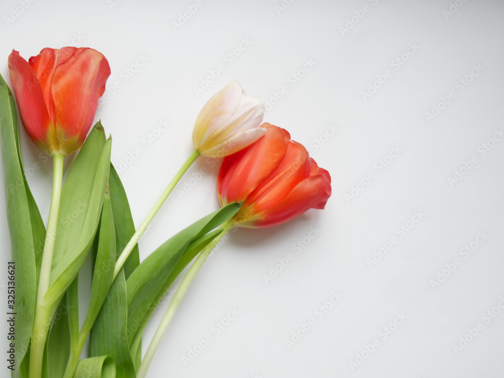 Bouquet of tulips with isolated on white background. Top view. Bouquet of tulips with isolated on white background. Top view.