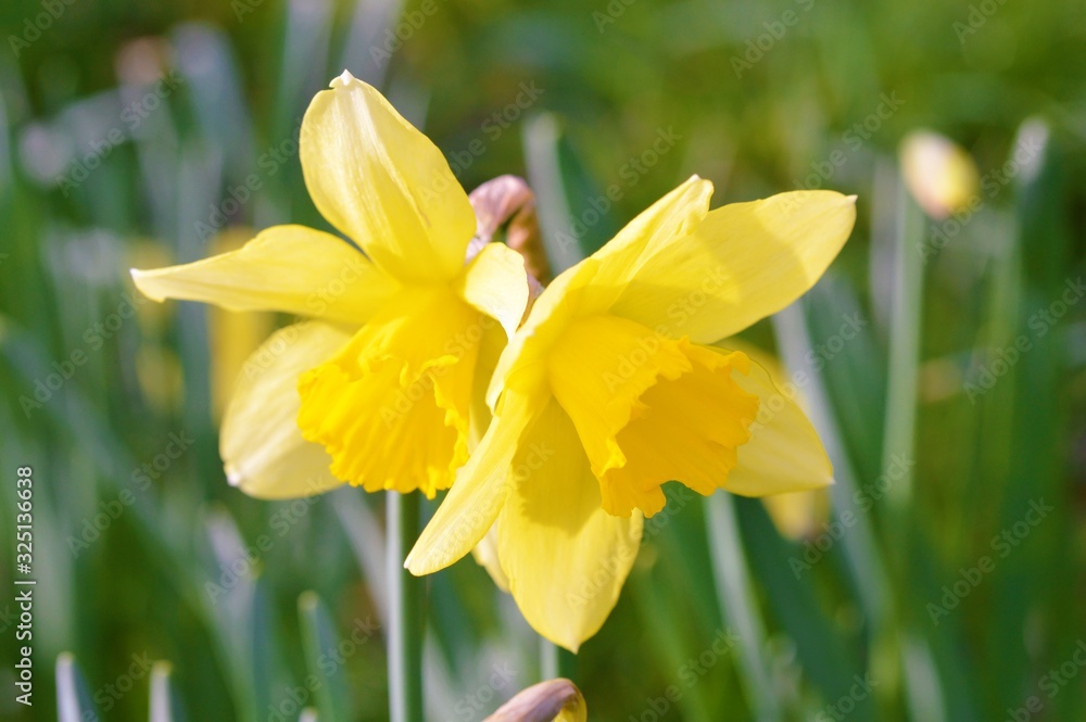 Fototapeta premium daffodils in the garden