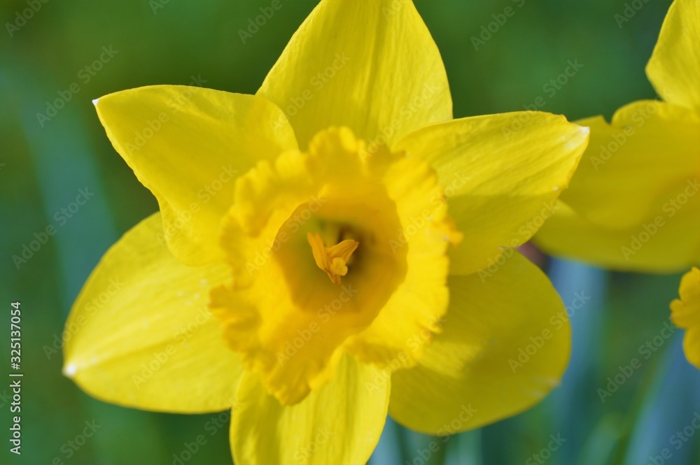 A yellow Spring Daffodil. A yellow Spring Daffodil.