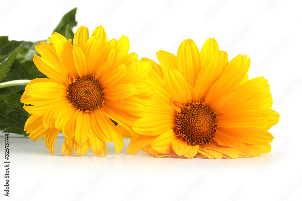 Yellow chamomiles isolated on white Yellow chamomiles isolated on white