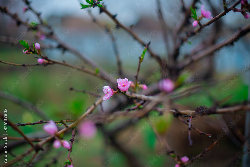 blooming pink peach flowers on an abstract background in spring in good weather blooming pink peach flowers on an abstract background in spring in good weather