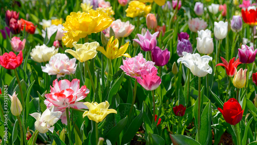 Tulips Tulips