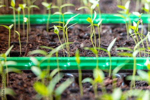 Junge Gemüsepflanzen in Anzuchtkisten auf der Fensterbank