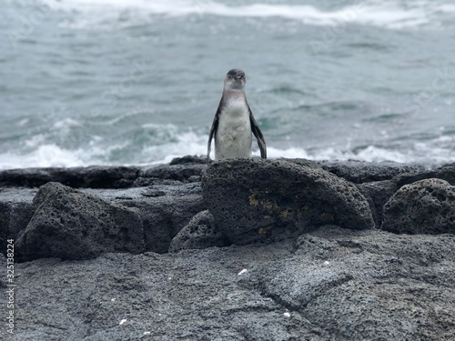 How do you like my new tuxedo photo