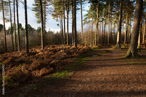 Delamere Forest, Cheshire