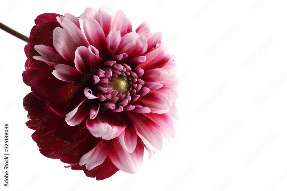 Growing dahlia flower Growing dahlia flower