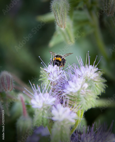 Close up photograph of a bee collecting pollen © John