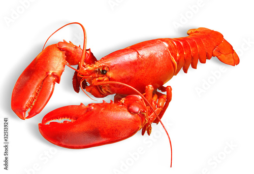 lobster tôm hùm