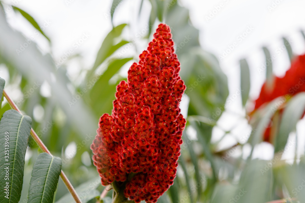 Rhus coriaria, commonly called Sicilian sumac, tanner's sumach, or elm