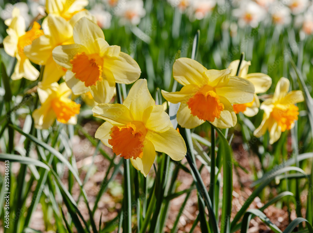 Narcissus (lat. Narcissus) is a genus of plants of the family amaryllidaceae. Narcissus flowers blooming in garden Narcissus (lat. Narcissus) is a genus of plants of the family amaryllidaceae. Narcissus flowers blooming in garden