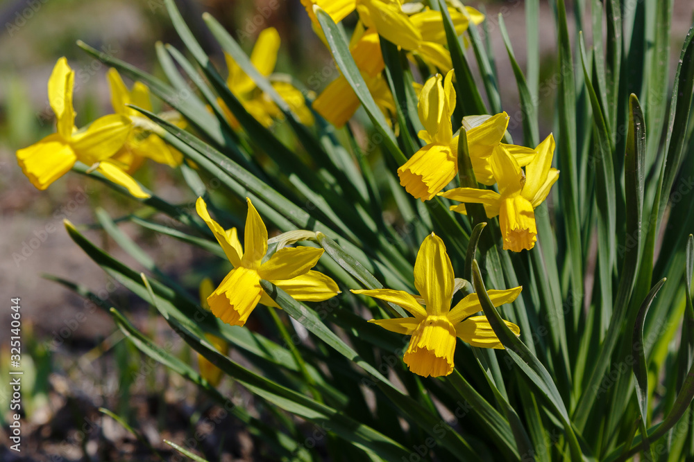 Narcissus (lat. Narcissus) is a genus of plants of the family amaryllidaceae. Narcissus flowers blooming in garden