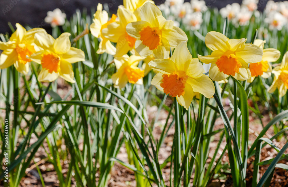 Narcissus (lat. Narcissus) is a genus of plants of the family amaryllidaceae. Narcissus flowers blooming in garden Narcissus (lat. Narcissus) is a genus of plants of the family amaryllidaceae. Narcissus flowers blooming in garden