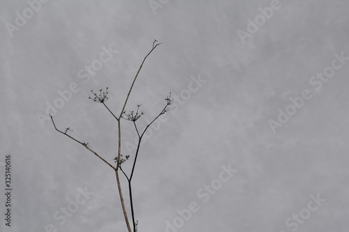 withered fennel flowers and gray sky