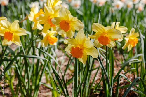 Narcissus (lat. Narcissus) is a genus of plants of the family amaryllidaceae. Narcissus flowers blooming in garden