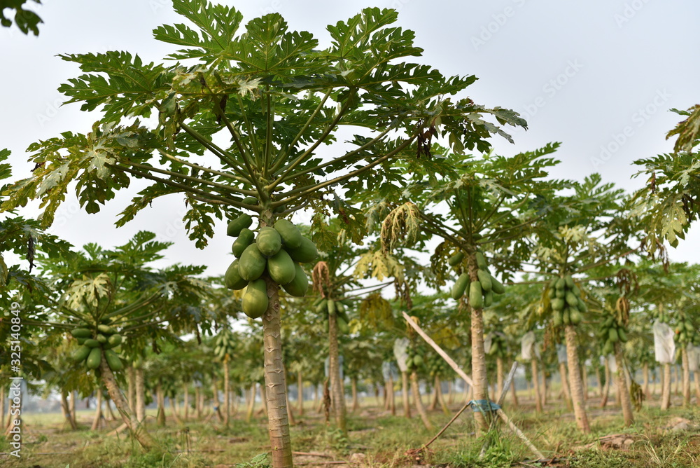 papaya fruit on papaya tree in farm.
