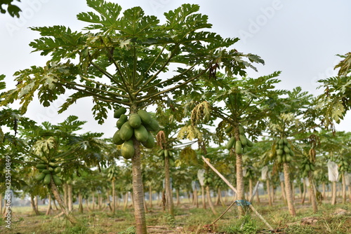 Obraz na płótnie papaya fruit on papaya tree in farm. w salonie