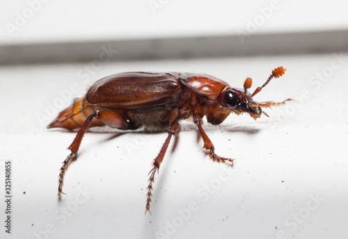 Close up photograph of a garden bug © John