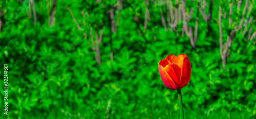 One red Tulip on a green blurry background. Background. Space for text.