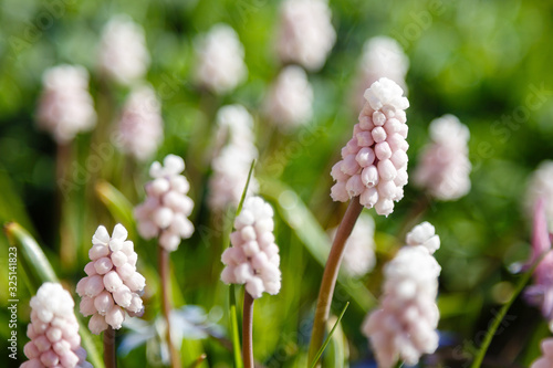 Foto Muscari sort pink sunrise in spring garden