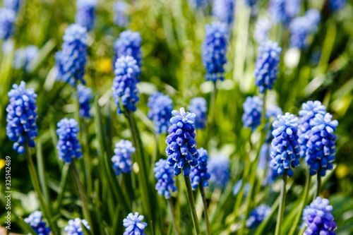 Muscari flowers, Muscari armeniacum, Grape Hyacinths spring flowers blooming in spring. Growing early flowering bulbous plants in the garden