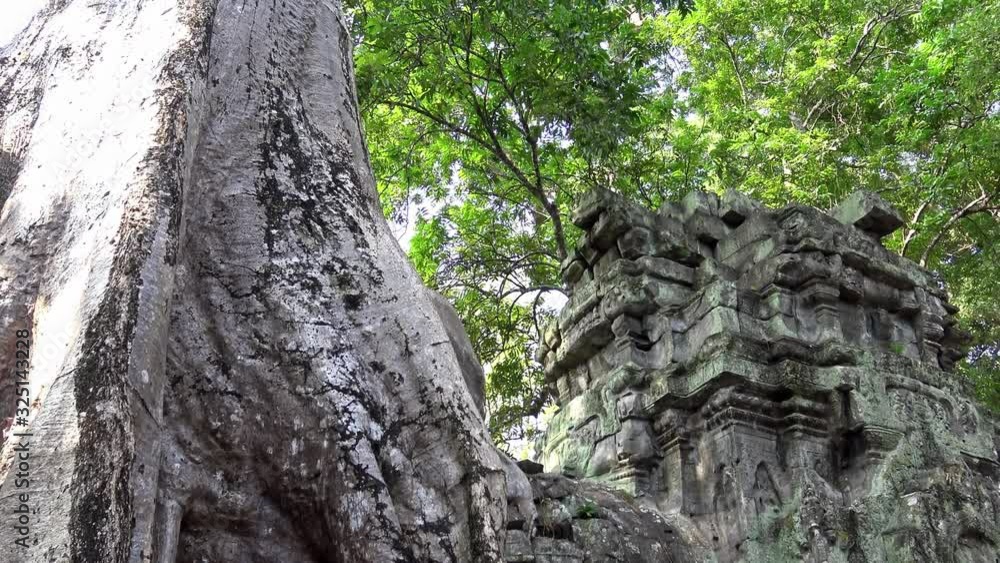 4K, Ta Prohm temple with strangler fig. Famous spung tree growing in temples ruins of Cambodia. Tetrameles nudiflora. Angkor Thom with ancient architecture is a popular tourist attraction of Asia.-Dan 4K, Ta Prohm temple with strangler fig. Famous spung tree growing in temples ruins of Cambodia. Tetrameles nudiflora. Angkor Thom with ancient architecture is a popular tourist attraction of Asia.-Dan