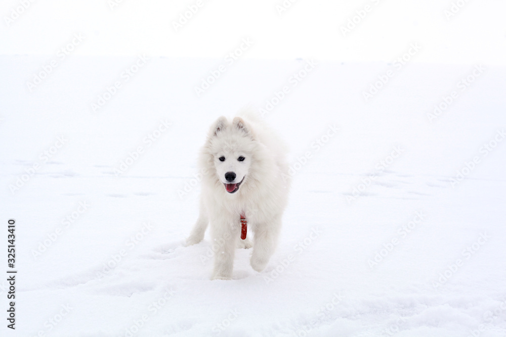 white samoyed puppy in the snow white samoyed puppy in the snow
