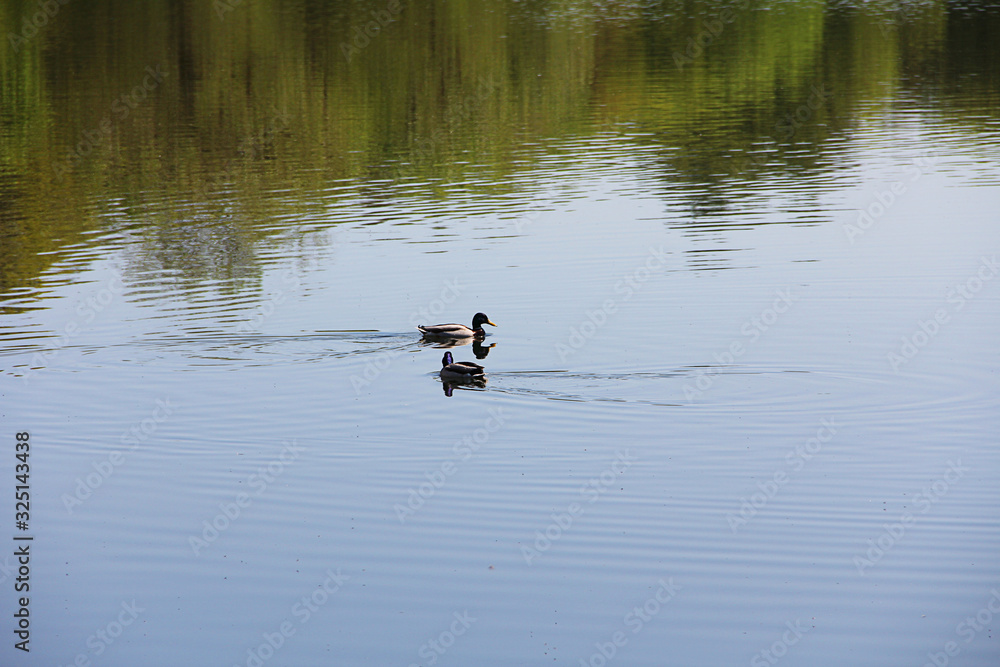 two ducks swim on the river in summer two ducks swim on the river in summer