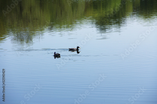 two ducks swim on the river in summer