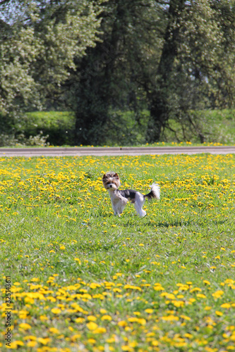 a small dog stands in a field of dandelions