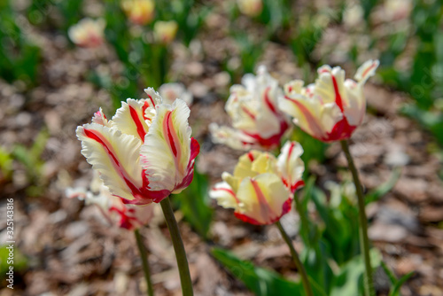 Tulips photo