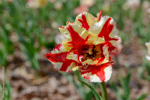 Tulips photo