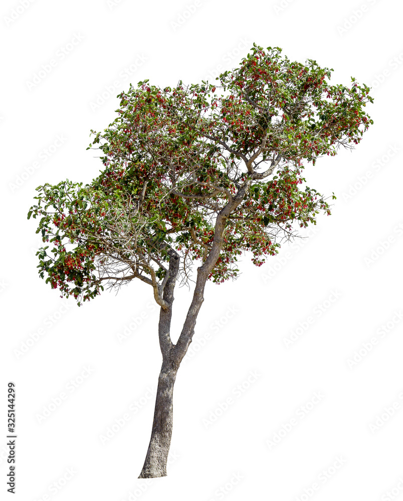 tree collections on a white background