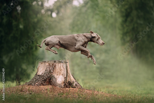 weimaraner dog jumps over a cut down tree in the forest