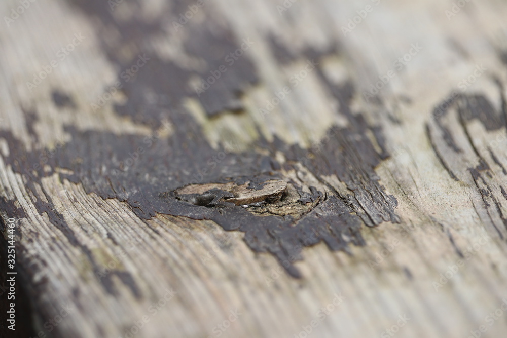 Wood Texture Shallow Focus