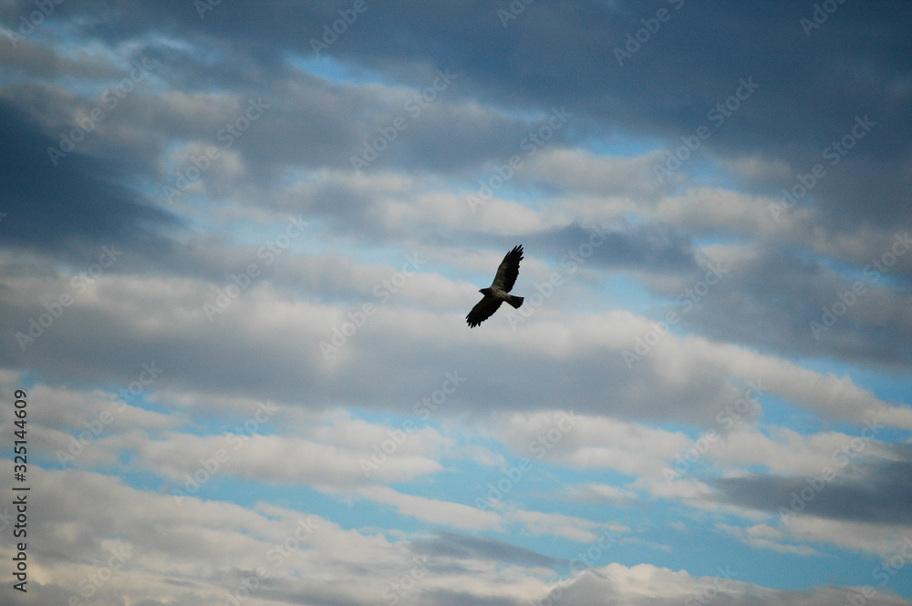 Swainson's Hawk Soaring in the Sky