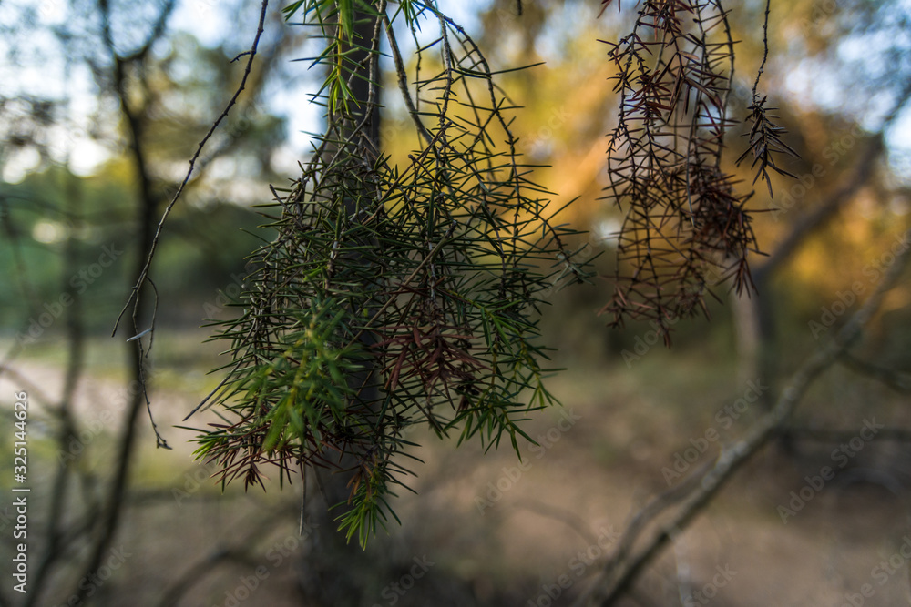 Obraz premium Plants in the forest