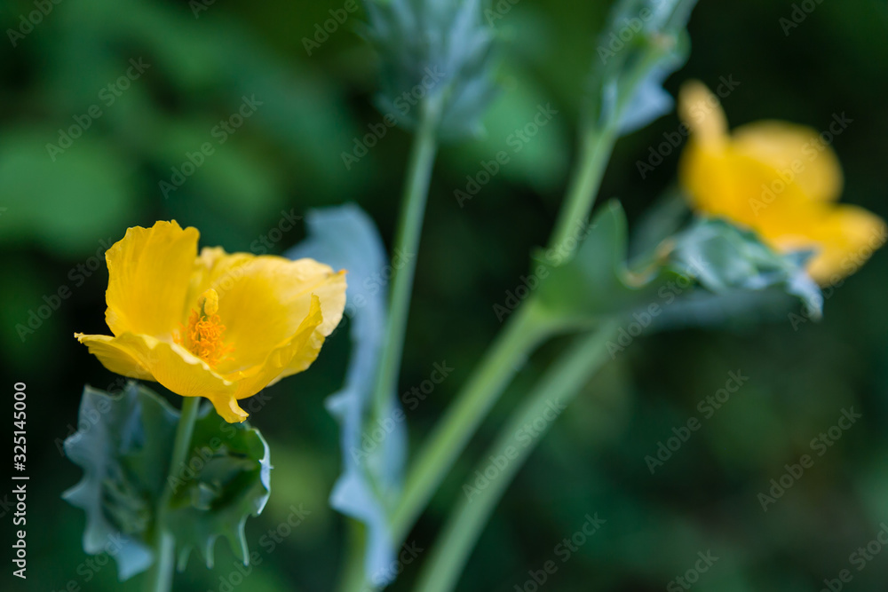 Yellow horned poppy, or Glaucium flavum plant with flowers