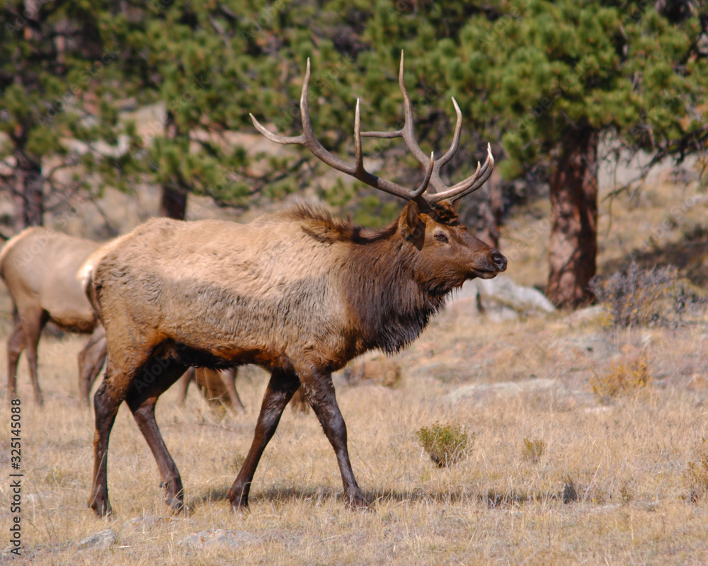 Obraz premium Bull Elk in Fall